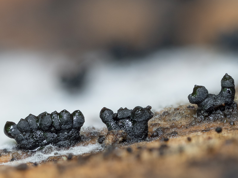 Camaropella pugillus